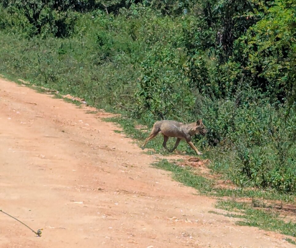 Slow Safaris by Nomad Trails-Sri Lanka-乌达瓦拉瓦必去景点