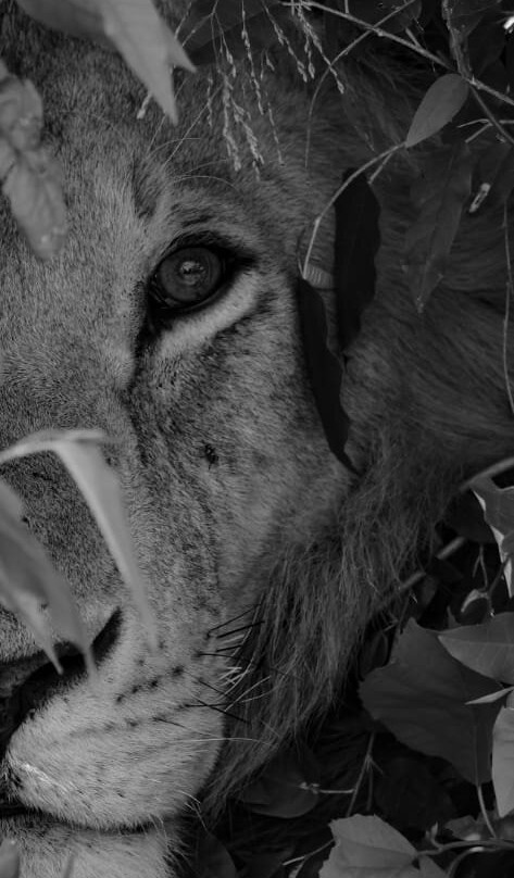 Siraam Tours and Travels-内罗毕必去景点