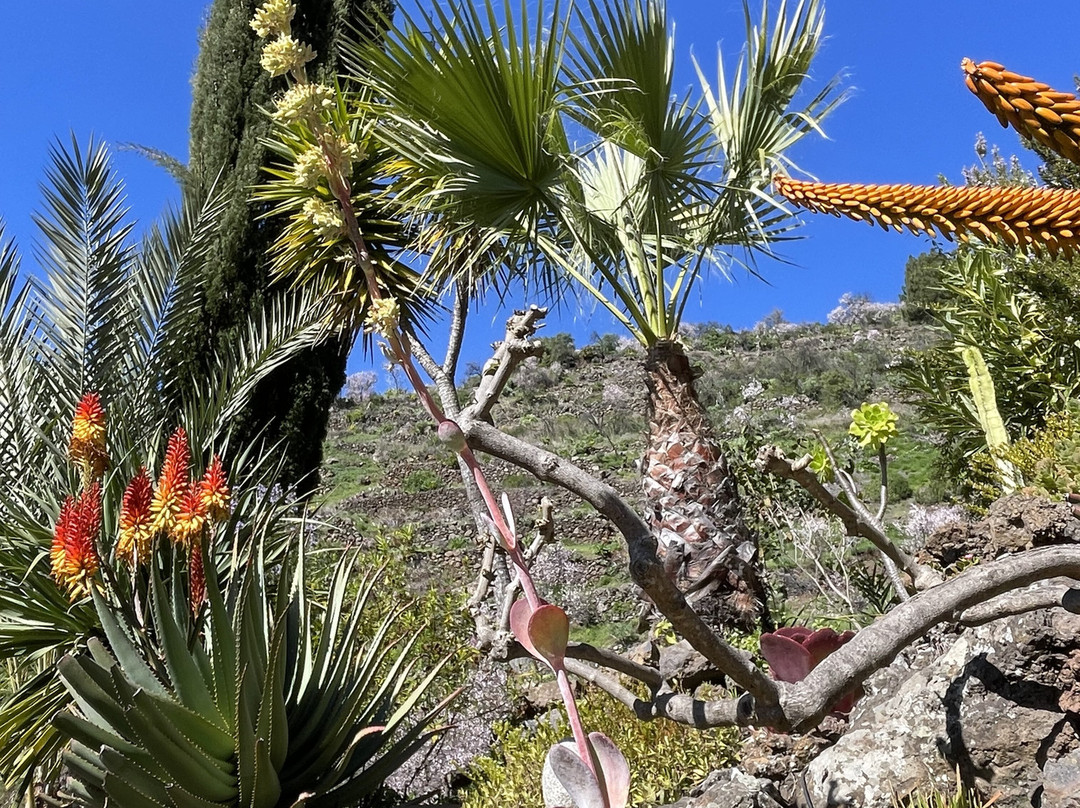 Vidyamor Yoga Retreats Canary Islands-Tijarafe必去景点
