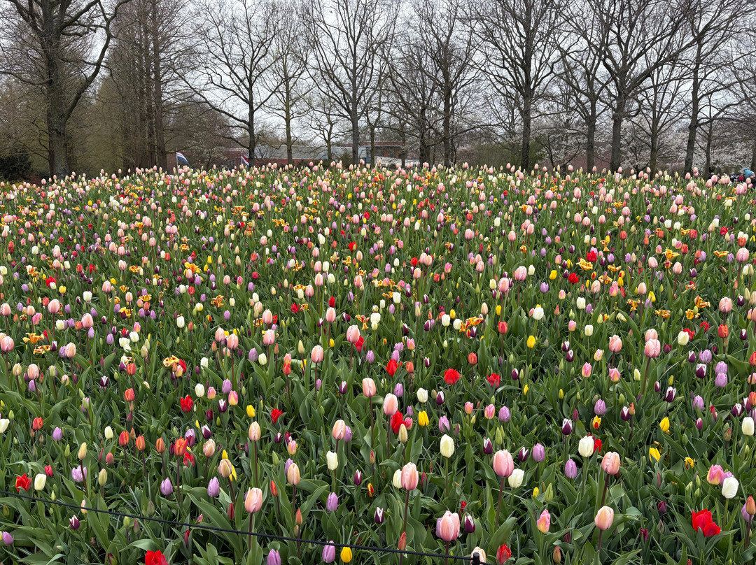 Holland Tour Company-哈勒姆必去景点