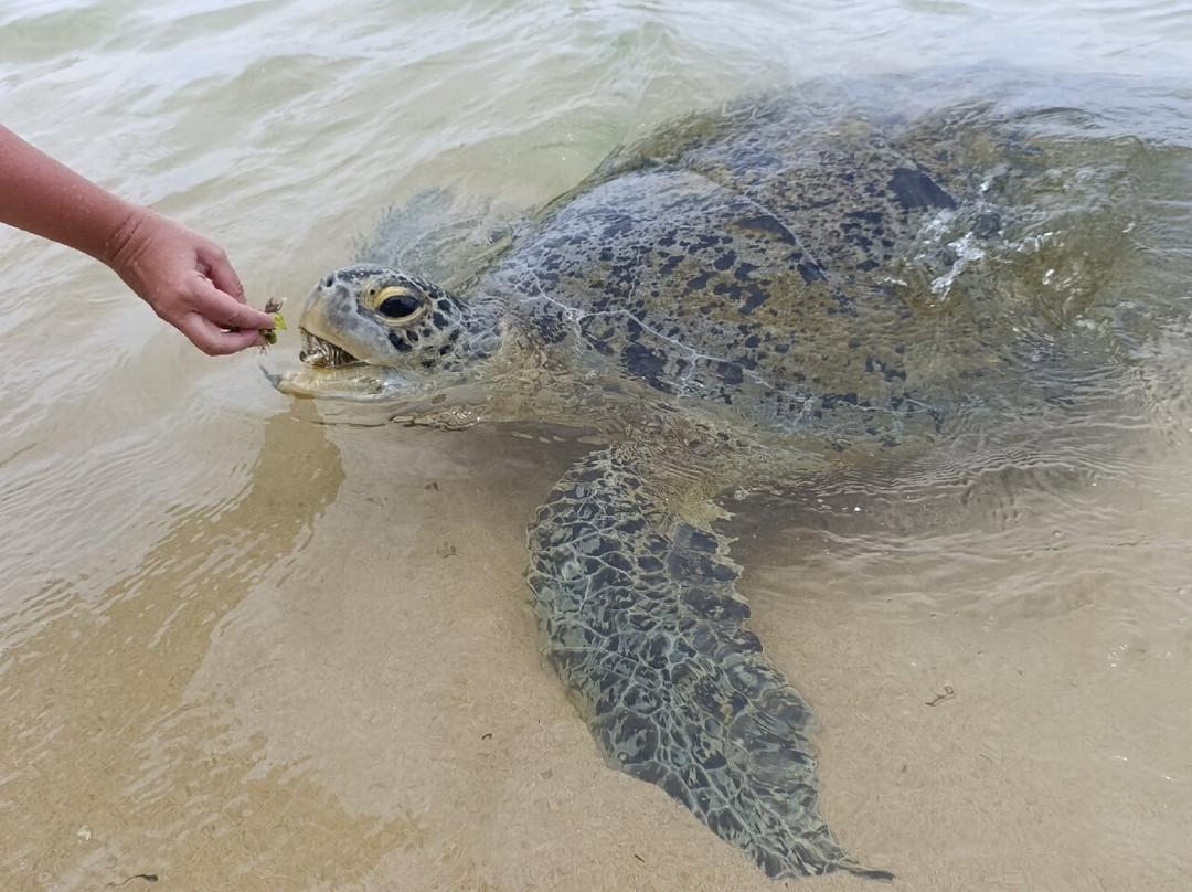 V Travel Sri-Lanka Excursions-科斯戈德必去景点