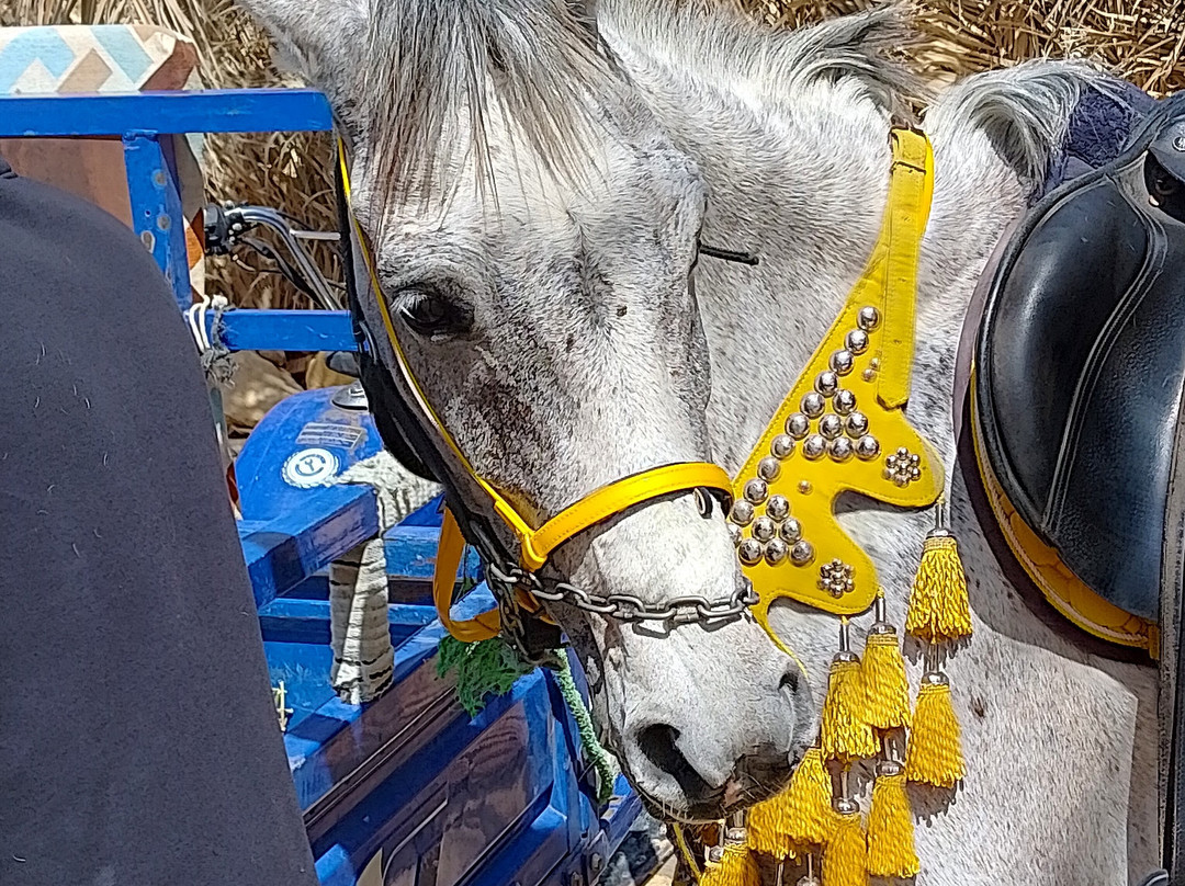 Desert Dreams-卢克索必去景点