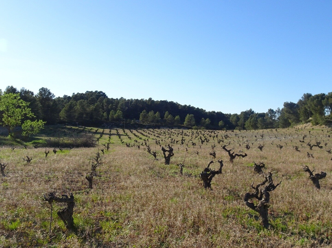 NOVOS - Boutique winery and tastings-Requena必去景点