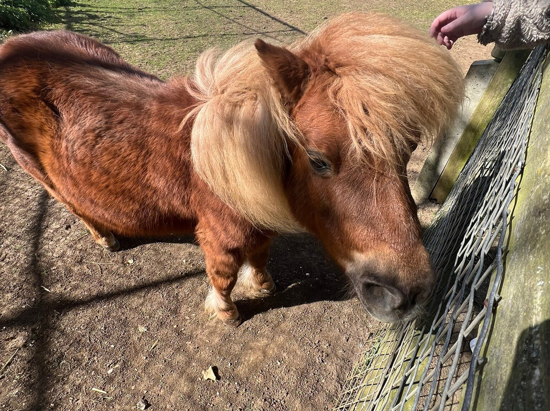 Woodside Animal Farm and Leisure Park-卢顿必去景点