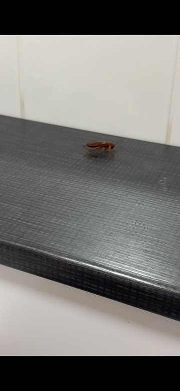 彼得伯勒市中心旅客之家酒店-浴室