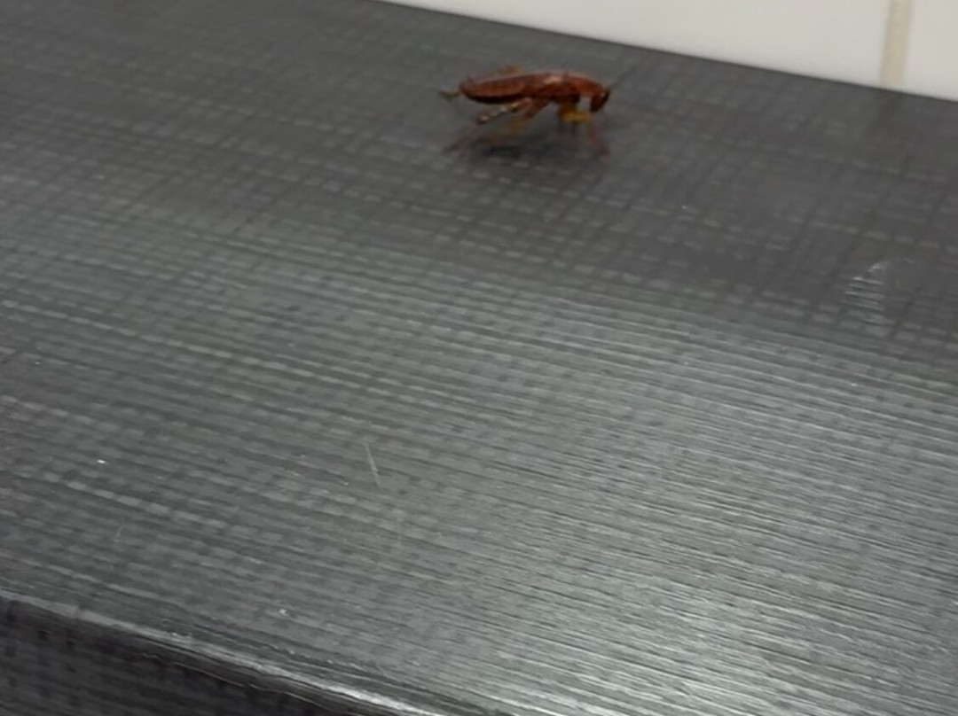 彼得伯勒市中心旅客之家酒店主图