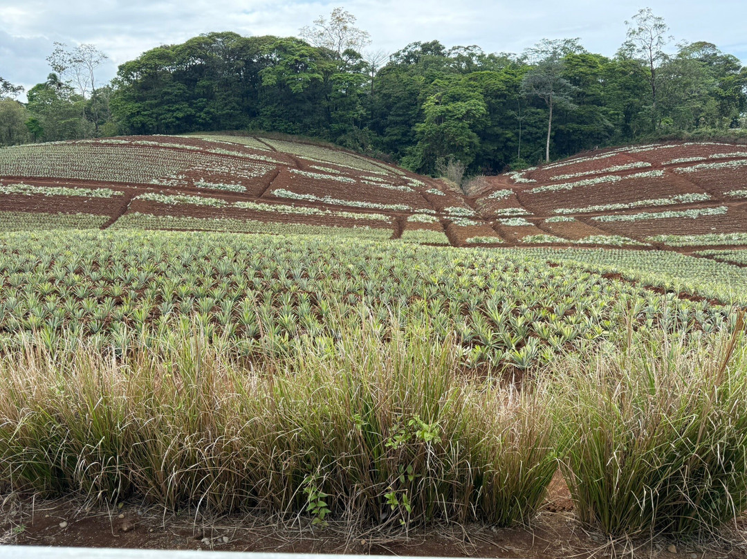 The Best Pineapple Tour Costa Rica-Rio Cuarto必去景点