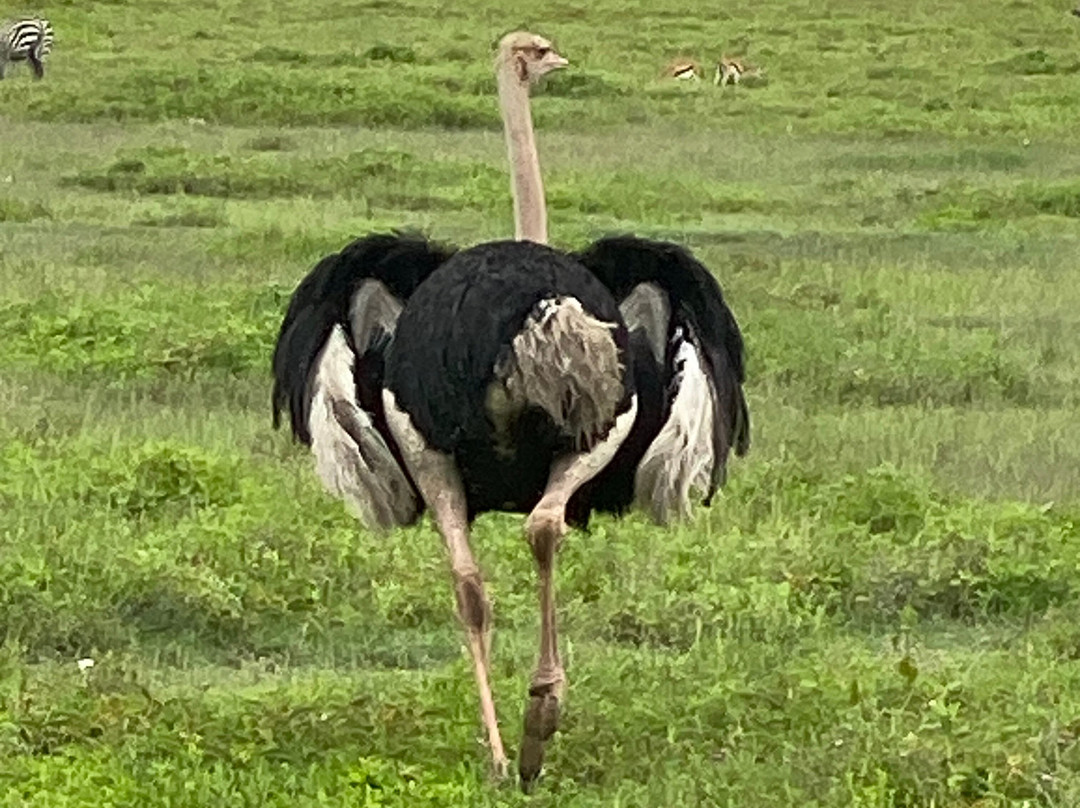 Leopard Tours Limited-阿鲁沙必去景点