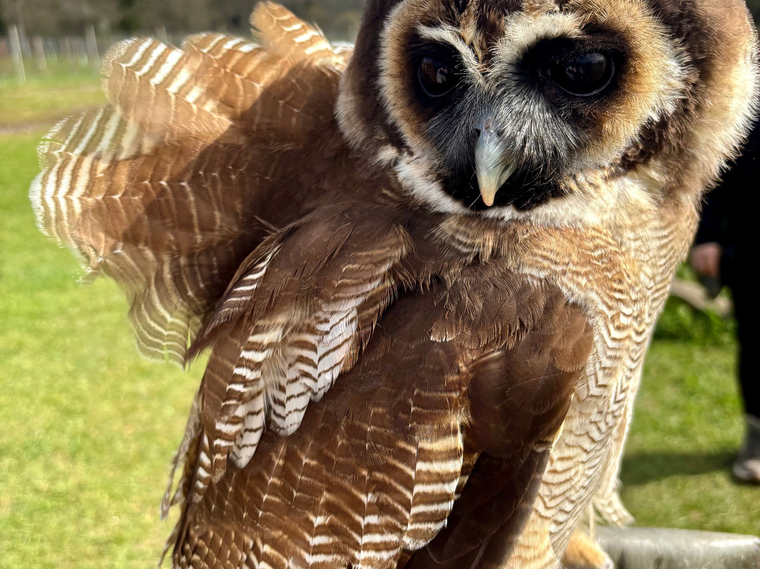 UK Owl And Raptor Centre-Groombridge必去景点