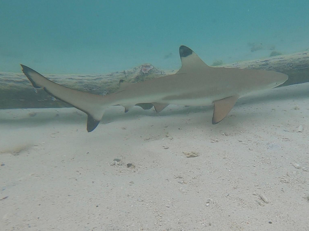 East Indonesia Trip-Labuan Bajo必去景点