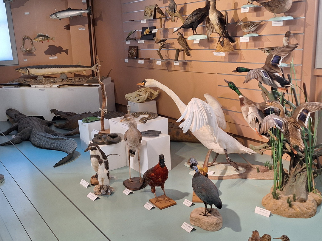 Muséum d'Histoire Naturelle de Tours-图尔必去景点