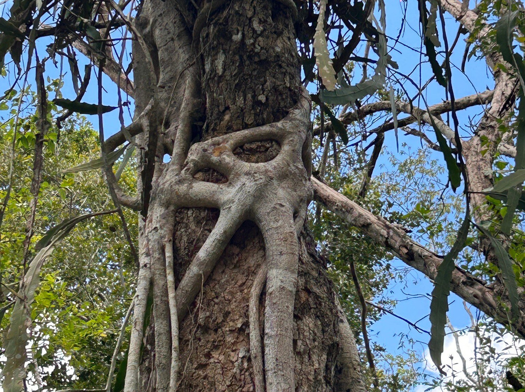Reserva de la Biosfera de Calakmul-卡拉克穆尔必去景点