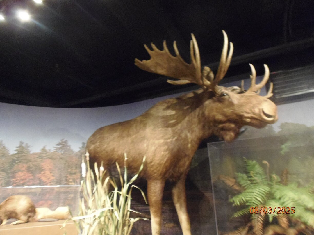 Harvard Museum of Natural History-剑桥必去景点