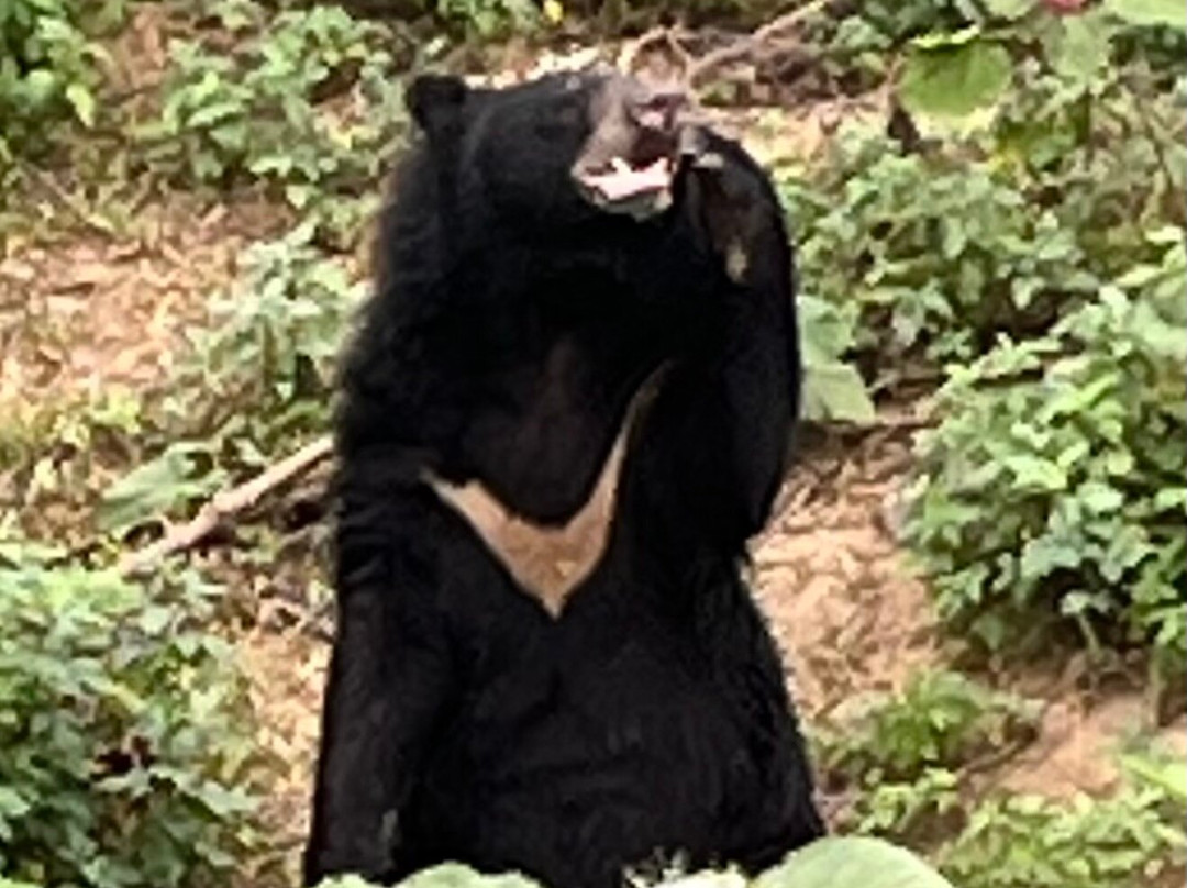 Bear Sanctuary Ninh Binh-宁平必去景点