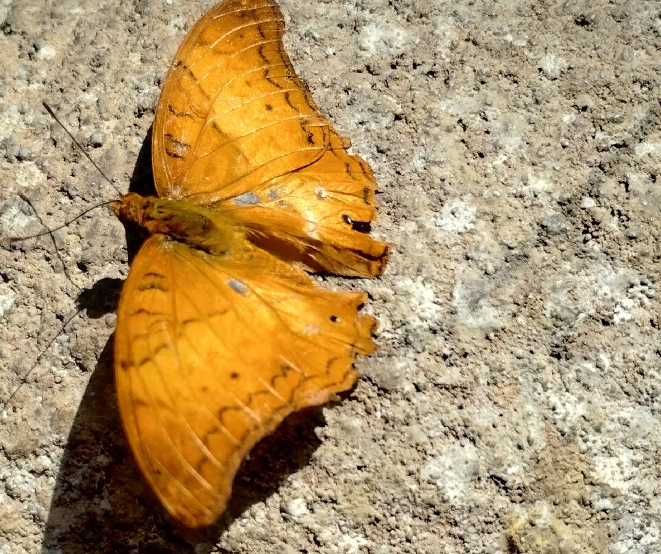 Butterfly Wonderland-斯科茨代尔必去景点