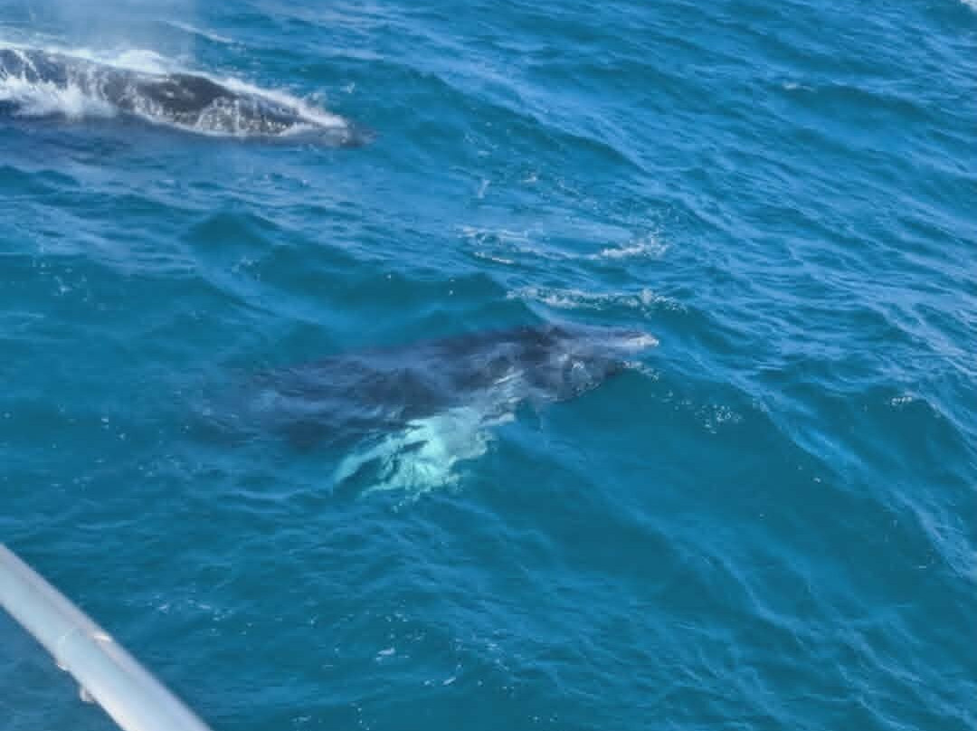 Whale Samaná With Kim-Santa Barbara de Samana必去景点