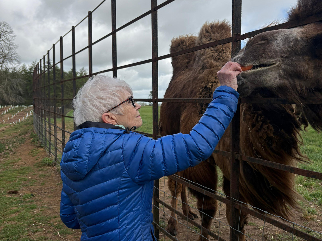 Woburn Safari Park-Woburn必去景点