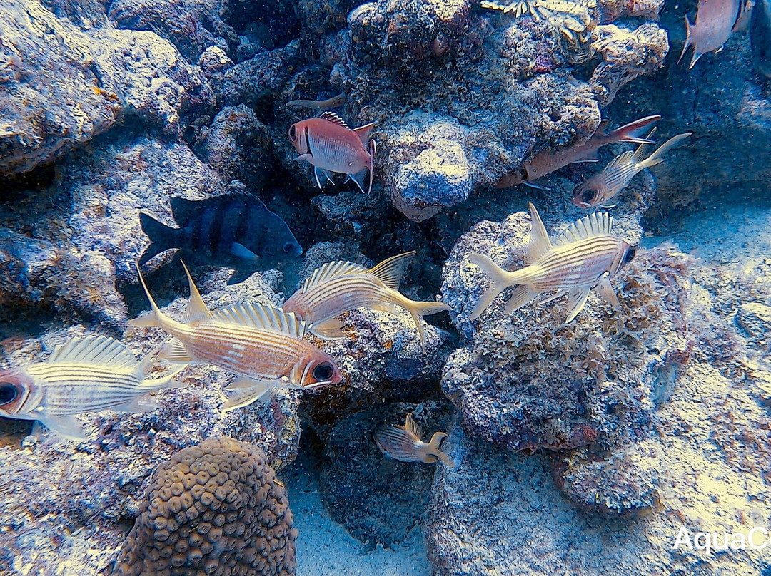 Palm Beach Divers-Noord必去景点