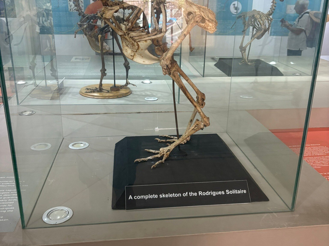 Natural History Museum-路易士港必去景点