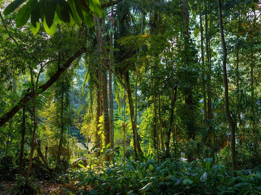 Xishuangbanna Tropical Botanical Gardens-勐腊县必去景点