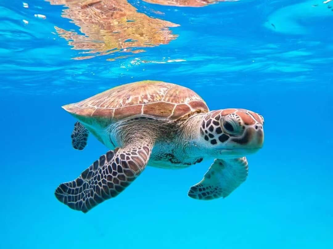 浪中岛夏日海湾度假村主图