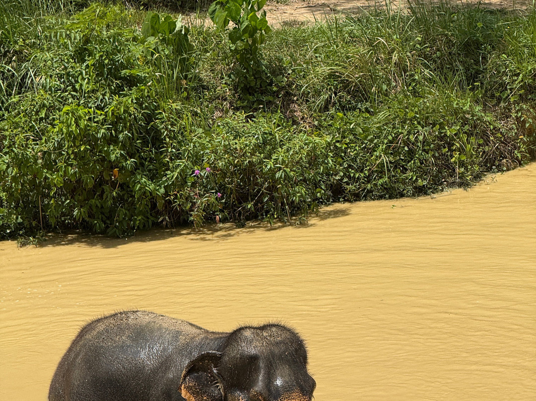 Hidden Forest Elephant Reserve-查龙必去景点