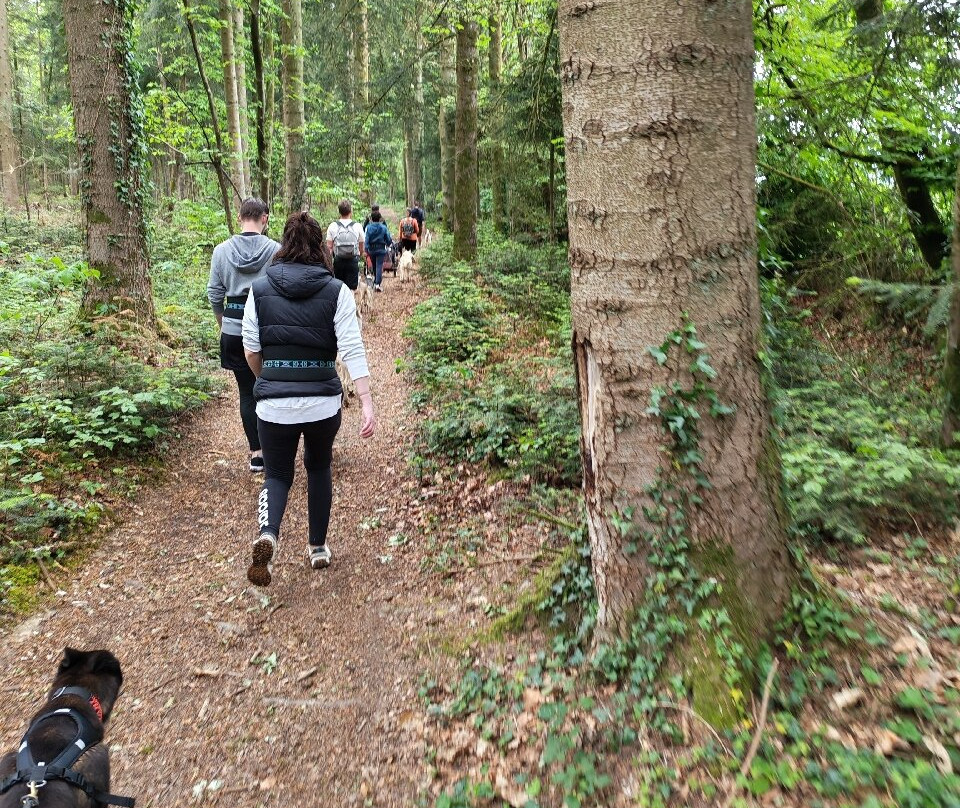 Sled Dog Ride-Saint-Symphorien必去景点