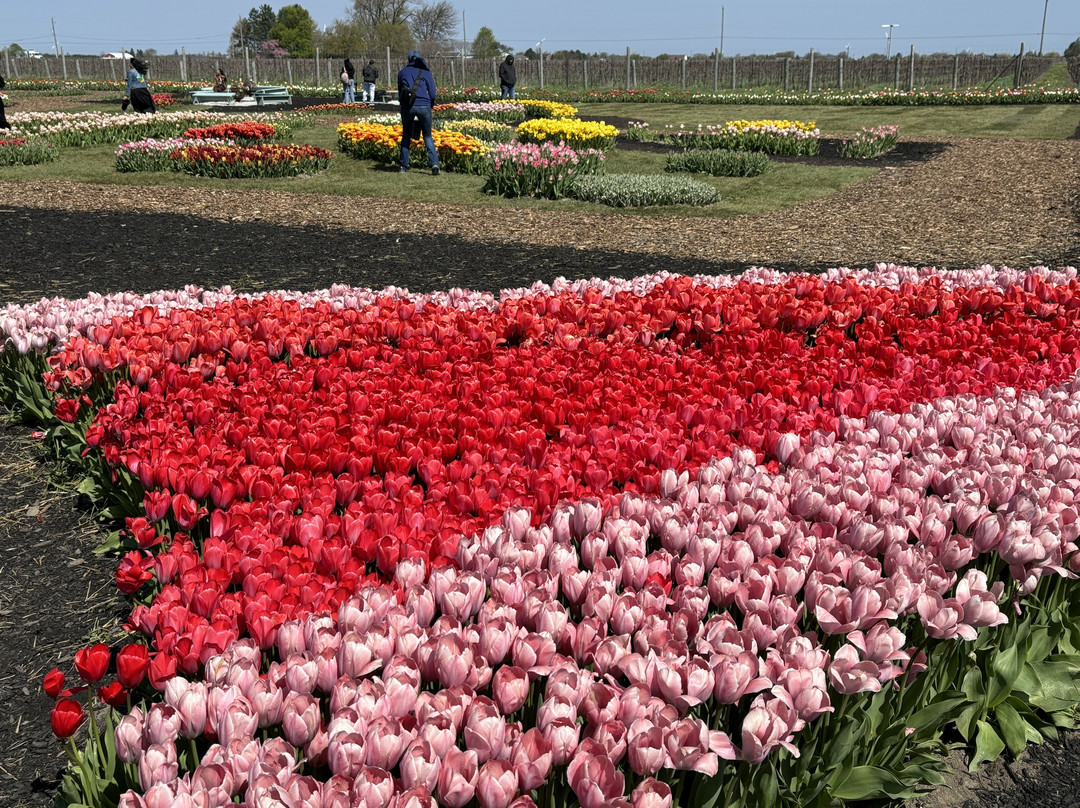 Tasc Tulip Pick Farm-Pelham必去景点