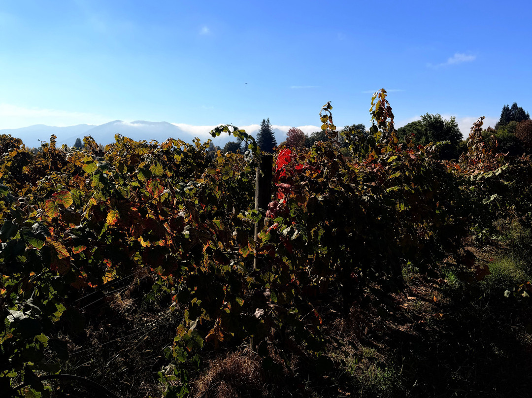 Colchagua Turismo Rural-圣克鲁斯必去景点