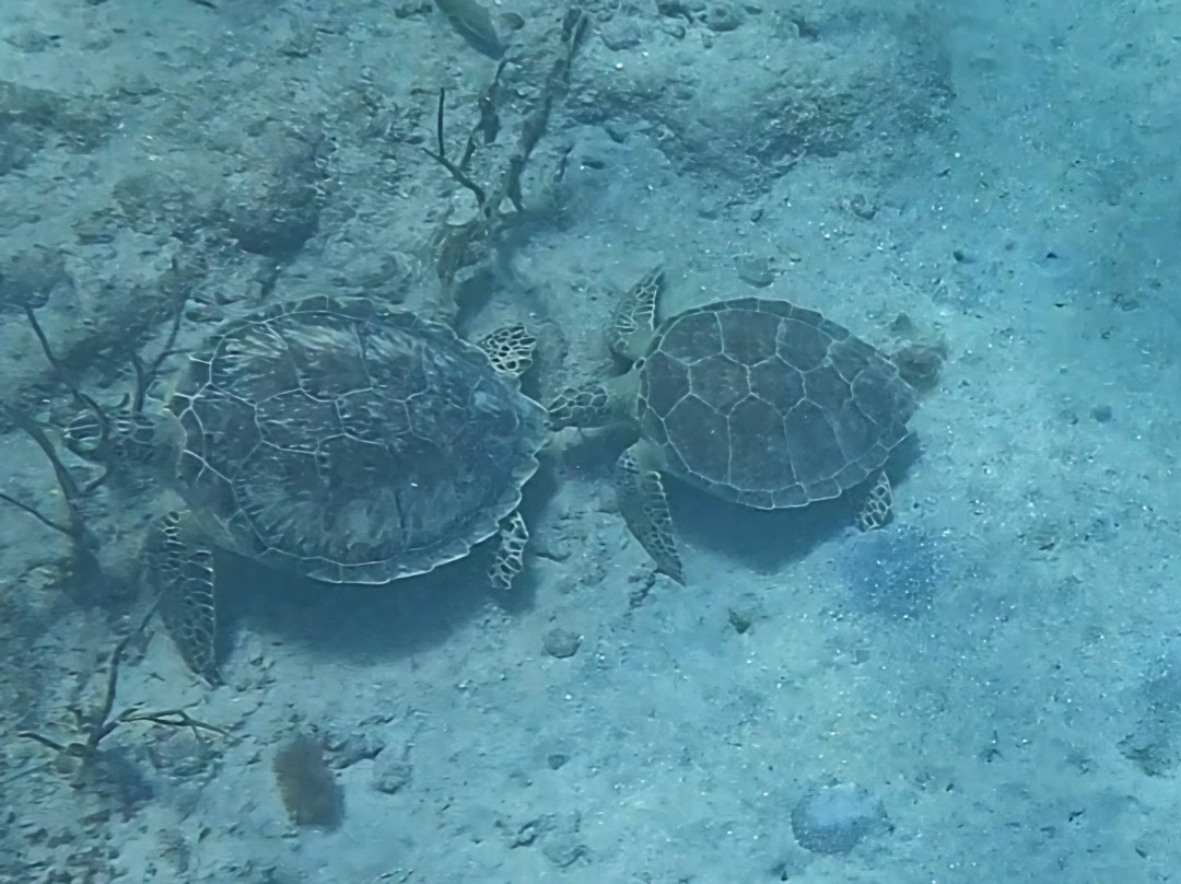 Vieques Snorkel Tours-维切克岛必去景点