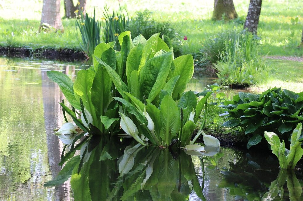 Longstock Water Gardens-Stockbridge必去景点