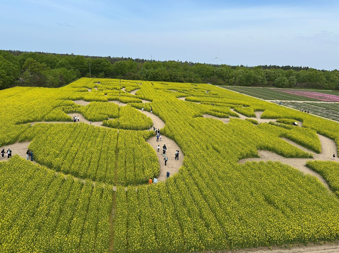 Tainai Flower Park-胎内市必去景点