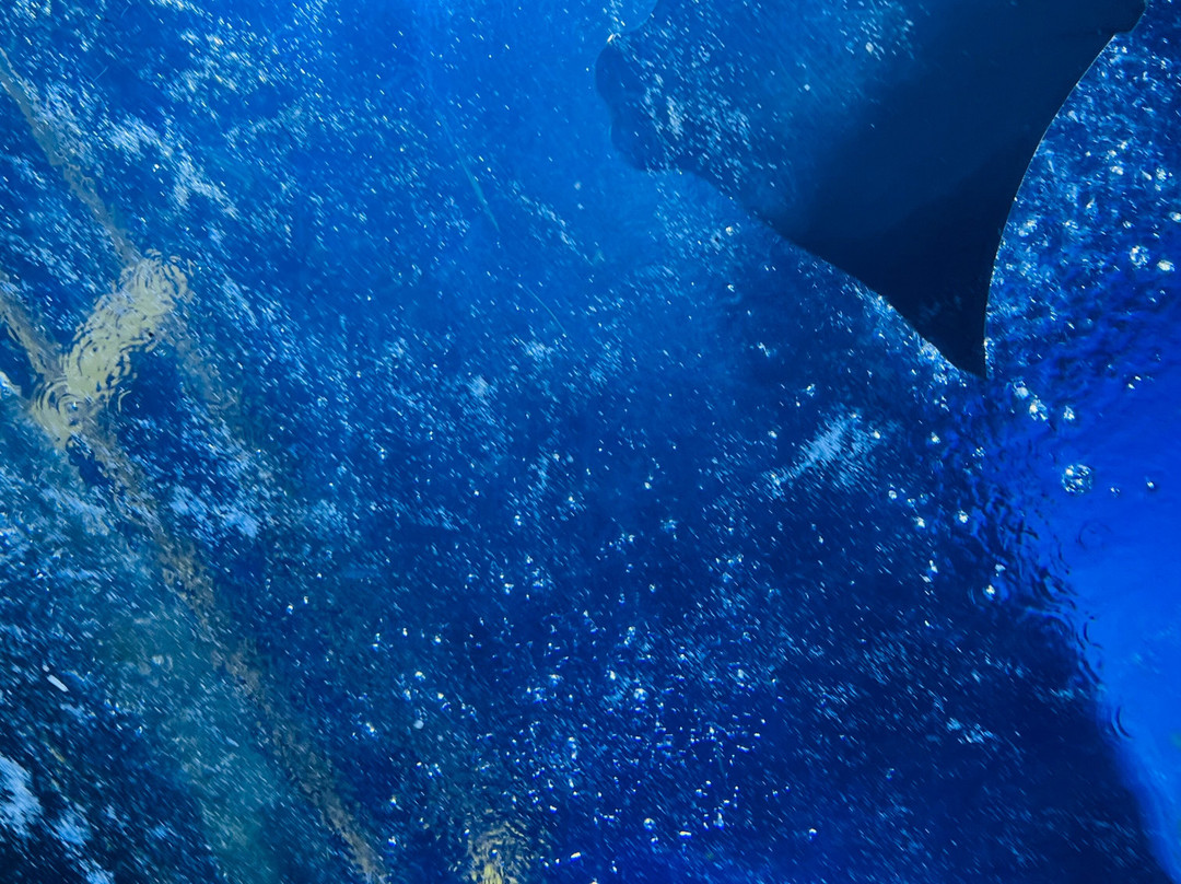 The National Aquarium Abu Dhabi-阿布扎比必去景点