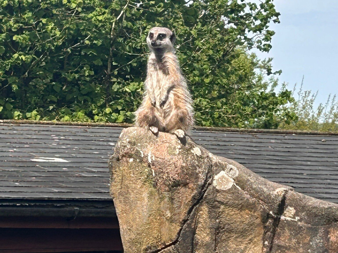Exmoor Zoo-巴恩斯特珀尔必去景点