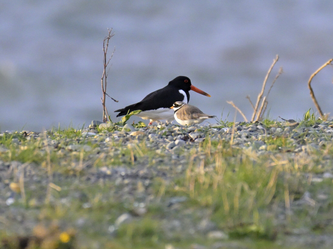 Mull Wildlife Breaks-Salen必去景点