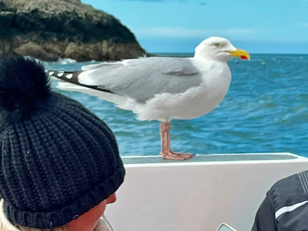 Pembrokeshire Islands Boat Trips-Skomer Island必去景点