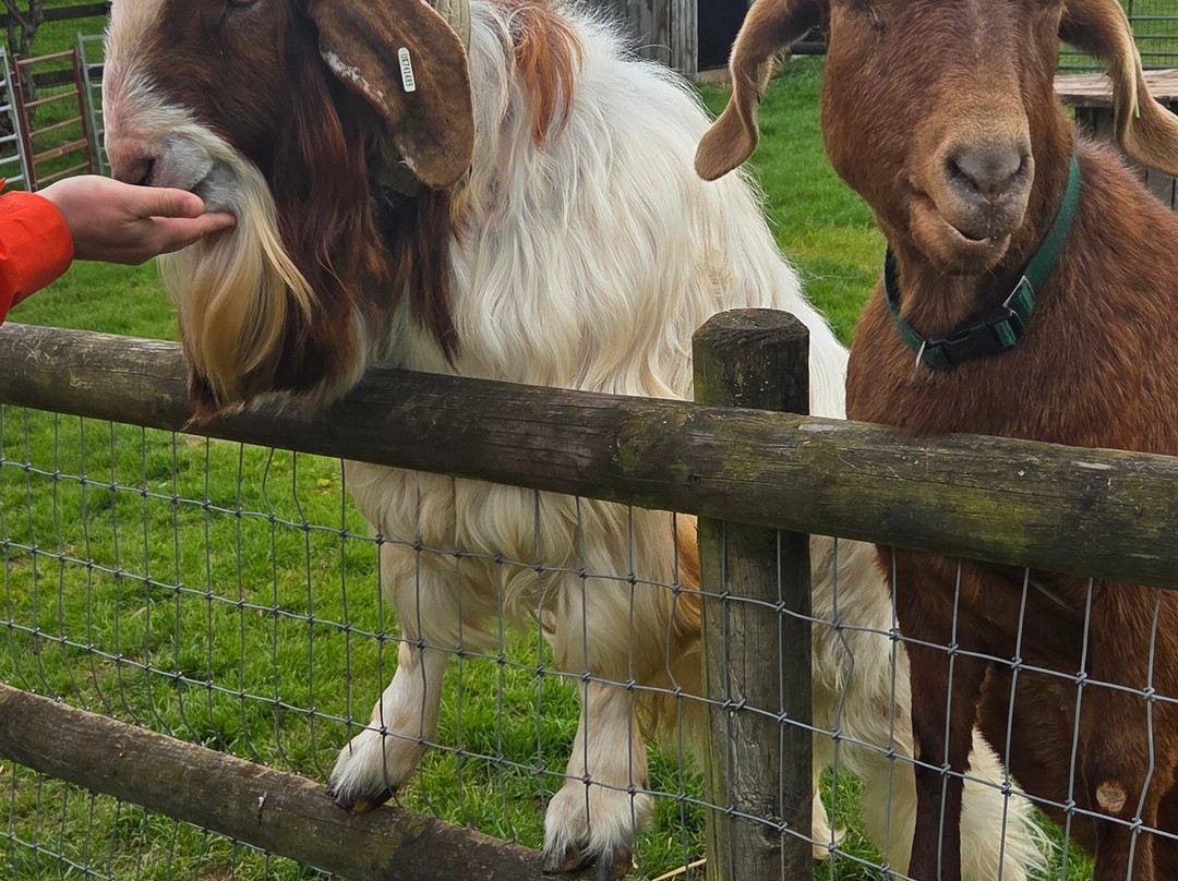 Small Breeds Farm Park-Kington必去景点