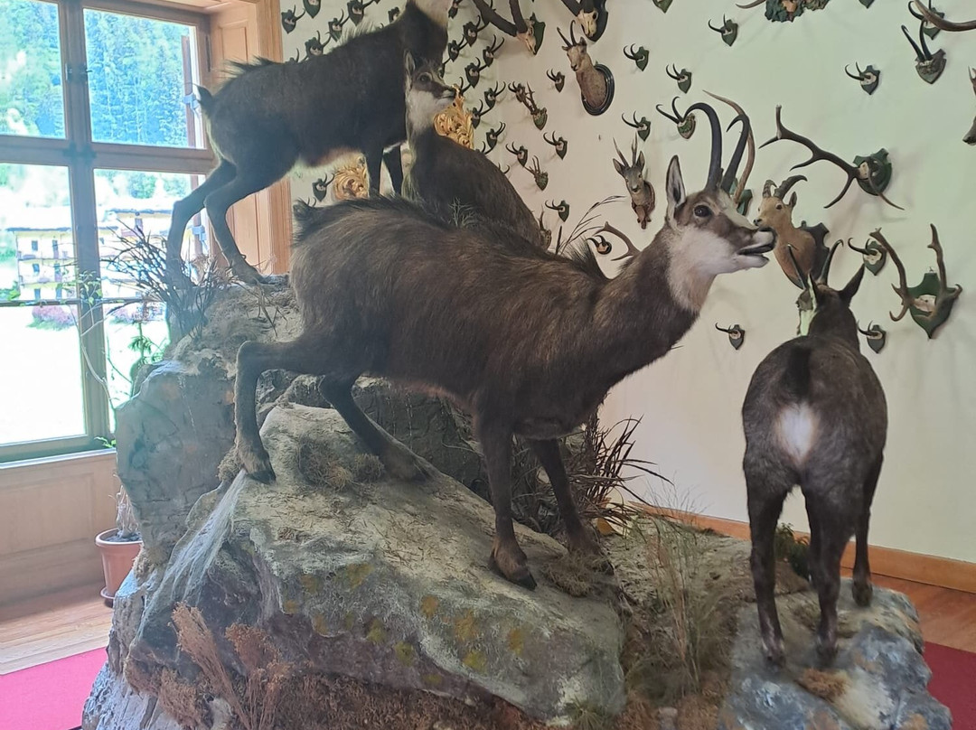 Alpenfauna Museum "Beck Peccoz" - Museo regionale della fauna alpina-Gressoney Saint Jean必去景点