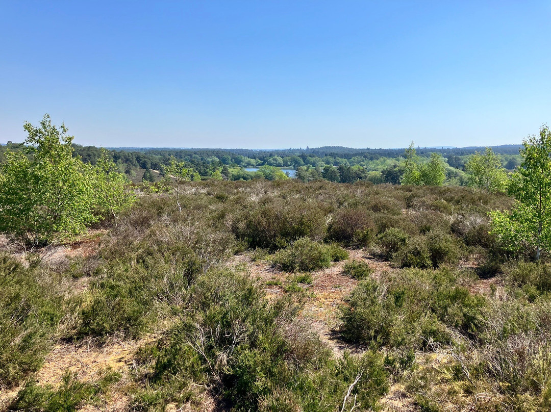 Frensham Little Pond-Frensham必去景点