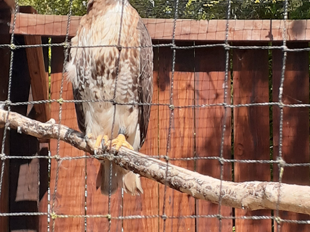 World of Owls-Randalstown必去景点