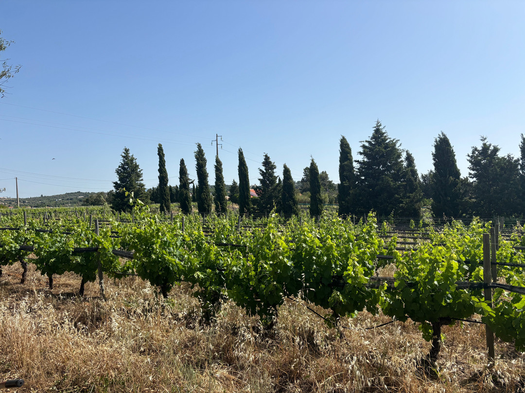 Monte da Casteleja - Bio Wine Farm-拉各斯必去景点