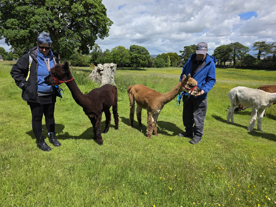 Bardsea Alpacas And Llamas-Bardsea必去景点