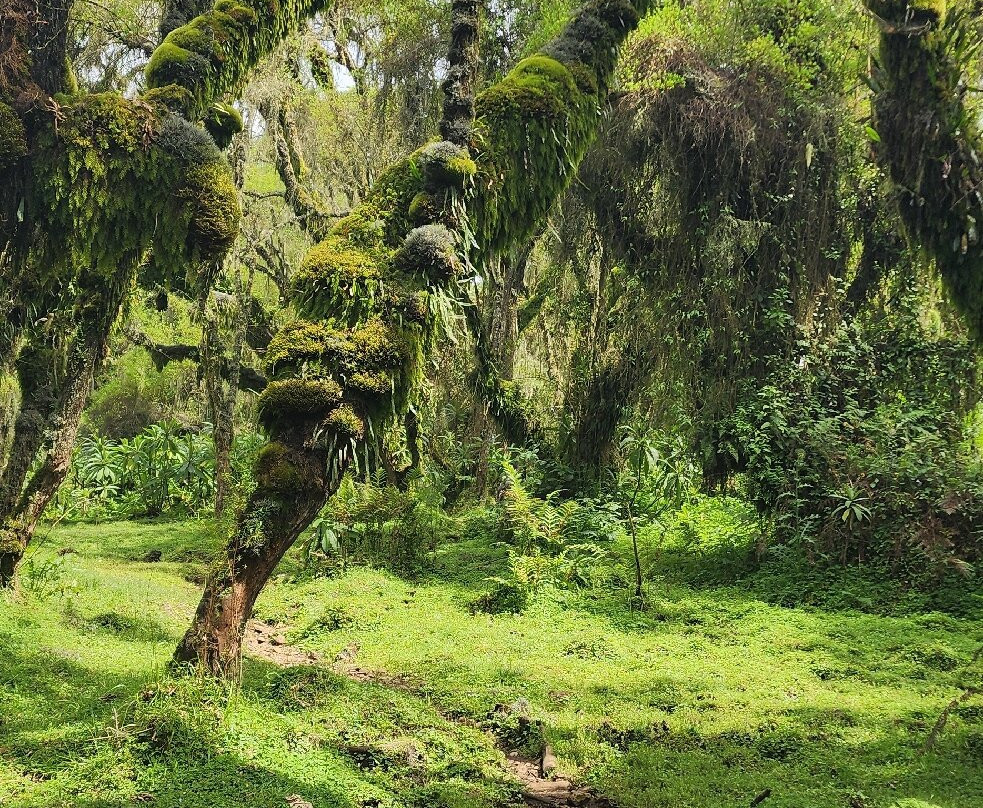 Karisoke Research Center - Dian Fossey Camp-Ruhengeri必去景点