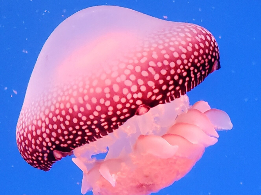Johnny Morris' Wonders of Wildlife National Museum and Aquarium-斯普林菲尔德必去景点