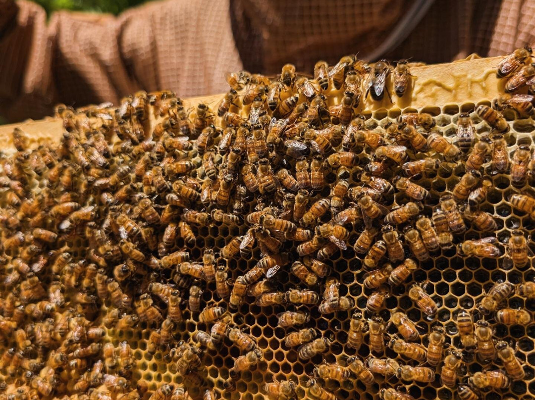 Dry Creek Beekeeping-Elizabeth必去景点