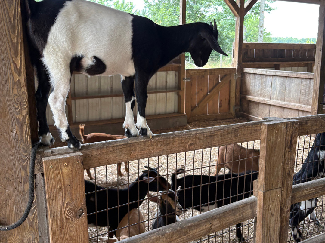 Barnyard Friends Peting Zoo-Morrilton必去景点