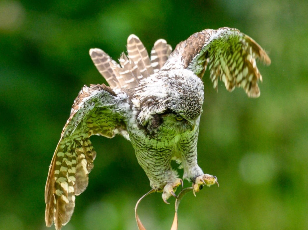 Falconry Experience Wales-Newtown必去景点