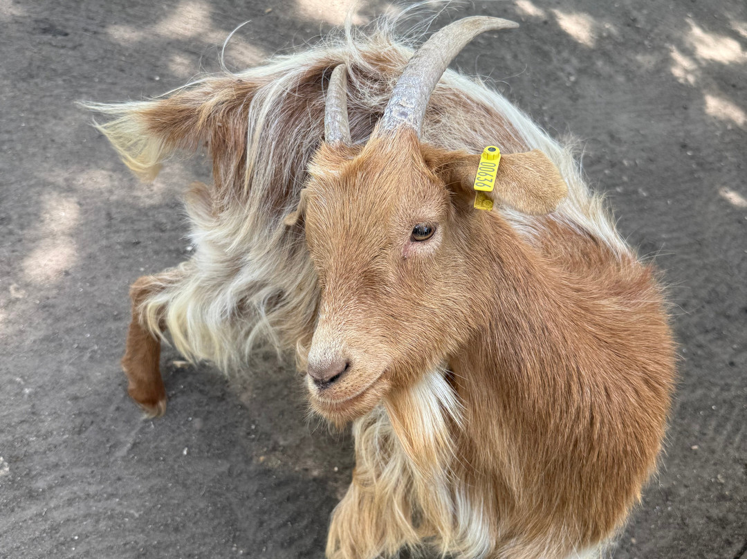 Jimmy's Farm & Wildlife Park-伊普斯威奇必去景点