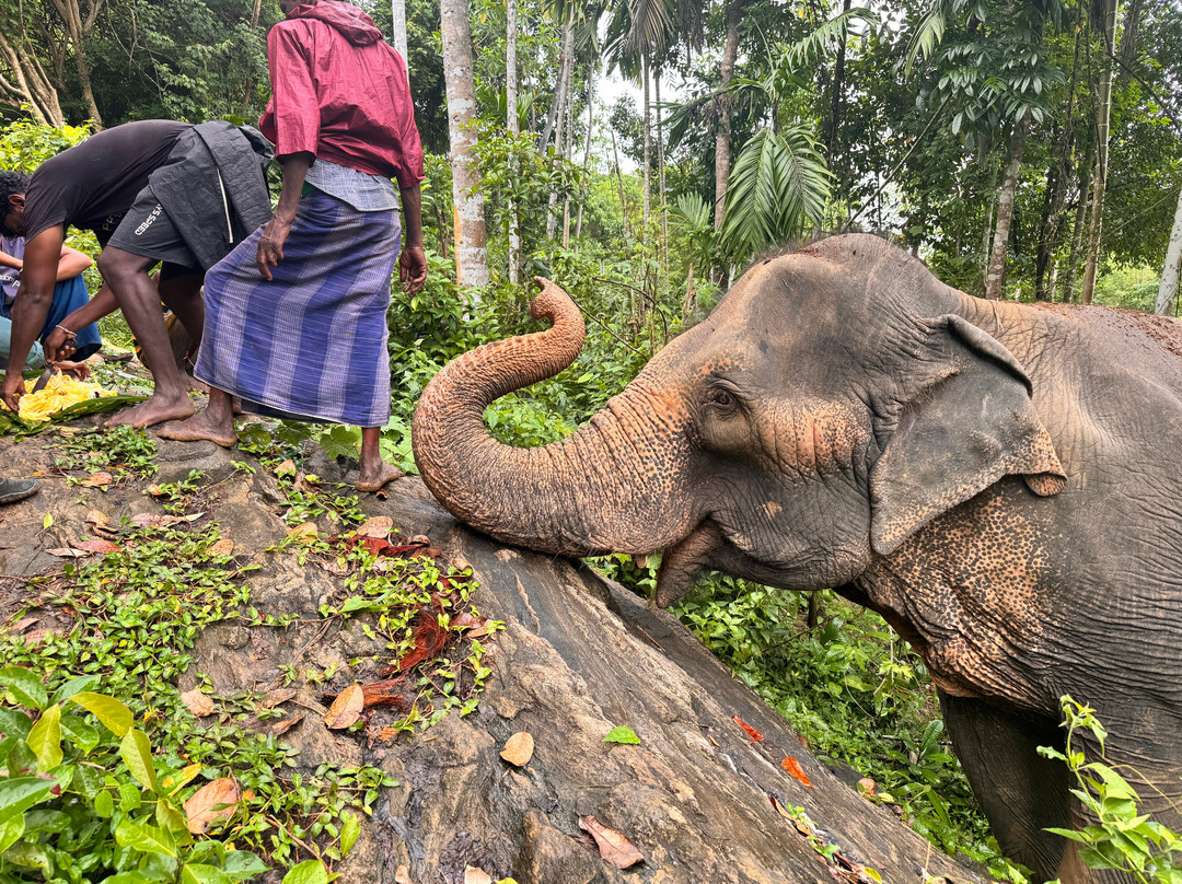 Elephant Freedom Project-凯格勒 必去景点