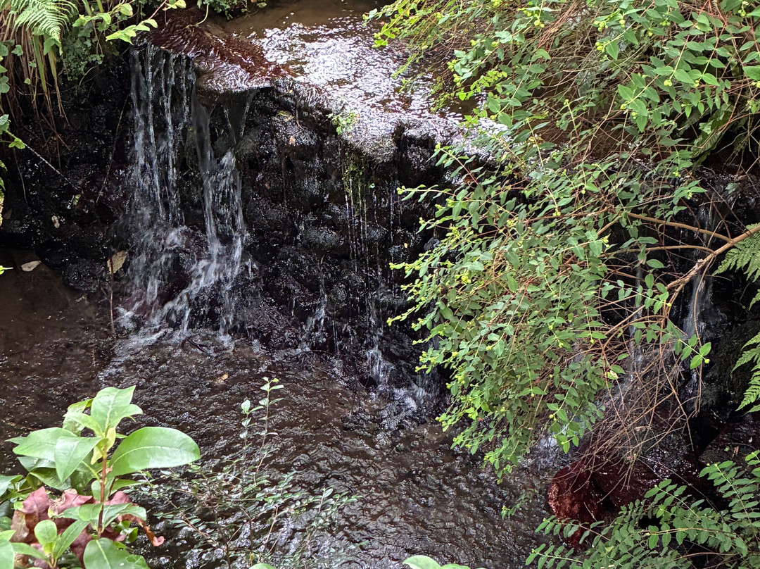 Mount Usher Gardens-Ashford必去景点